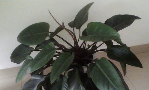 紅寶石魚好養嗎?