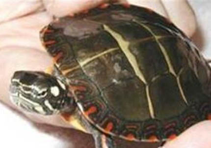 東部錦龜?shù)募彝ワ曫B(yǎng)