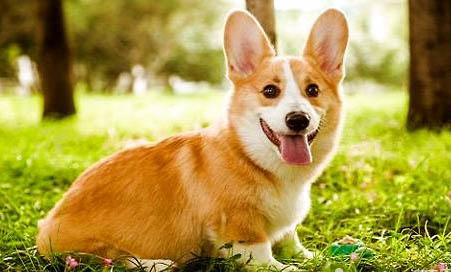 網(wǎng)上哪里有賣威勢(shì)爾柯基犬