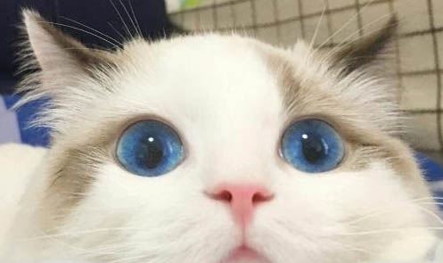 把貓咪打的屎都出來了