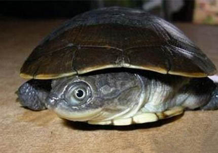 面具側頸龜怎么養