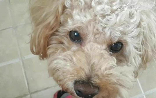 小狗狗得了犬瘟能活多久
