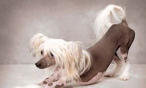 中國冠毛犬哪里有賣