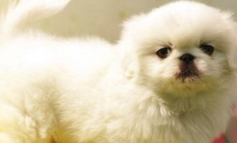 京巴犬飼養的注意事項