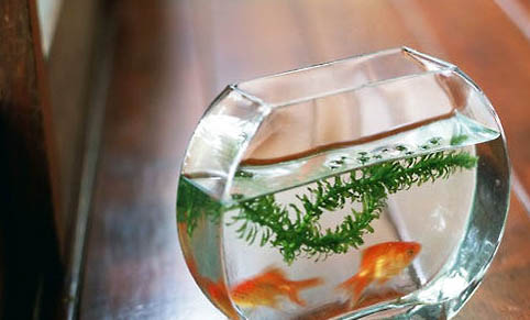 怎樣給魚缸換水