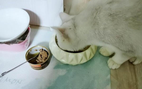 如何辨別貓咪性別?