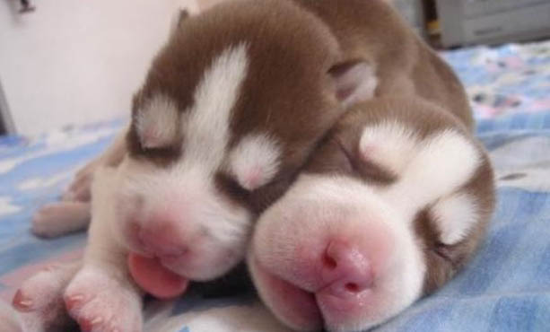 兩個月的幼犬驅蟲后多久可以打疫苗啊?