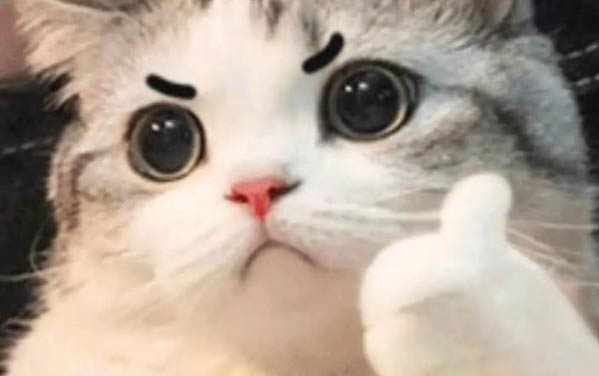 母貓的發腮期是什么時候啊?