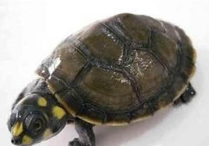 非洲側頸龜好養嗎