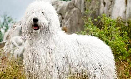 可蒙犬口吐白沫的原因及處理方法