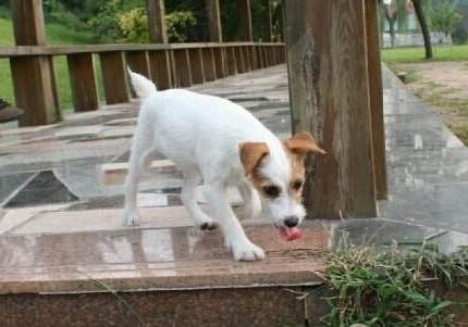 羅素梗和土狗有什么區別