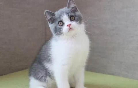 英國短毛貓飼養(yǎng)容易嗎