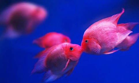 龍魚一天喂幾次好