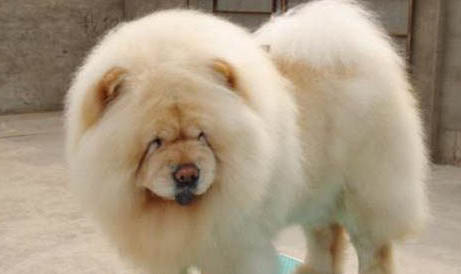 松獅犬生產(chǎn)后惡露多久排干凈