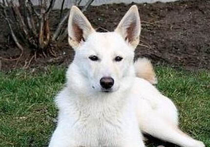 卡南犬老喝水的原因及處理方法