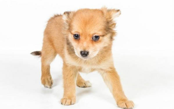 幼犬什么時候驅蟲？