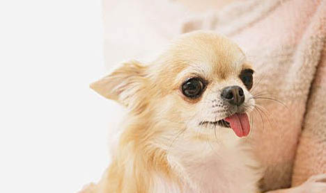 什么原因能造成吉娃娃犬口臭