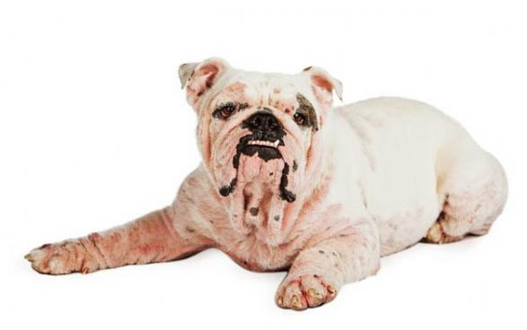 棉花面紗犬哪里有賣