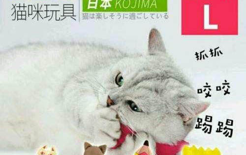 有哪些貓咪是身上味道很重的
