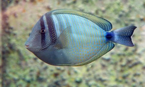 斗魚和金魚能混養嗎
