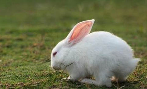 美國黃褐色家兔壽命有多長