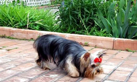 為什么很少人養(yǎng)約克夏?