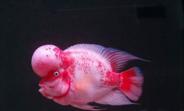 羅漢魚吃什么增色快