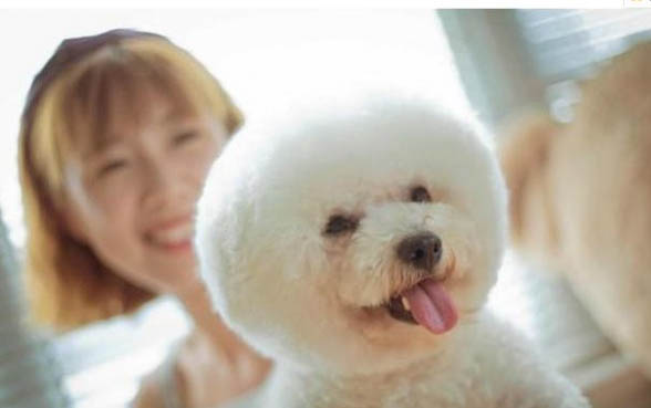 比熊犬和泰迪哪個(gè)好養(yǎng)