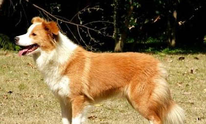 哪里有賣邊境牧羊犬 怎么買牧羊犬