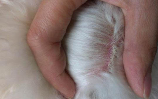 狗狗吐還拉稀怎么回事