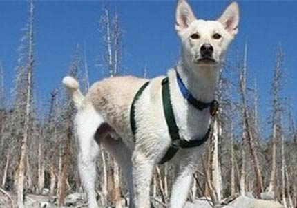 卡南犬的優(yōu)缺點