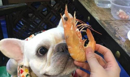 狗狗懷孕的過程