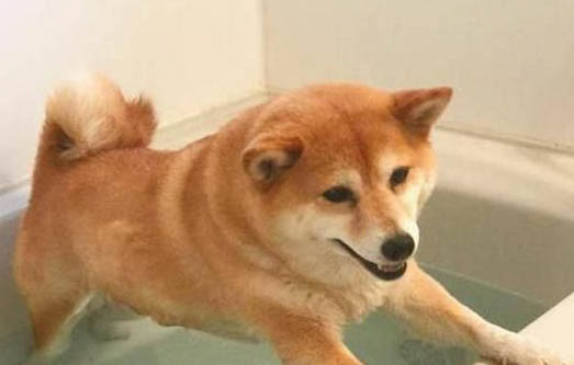 狗能不能吃猴桃?