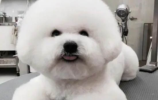 狗狗嗓子發炎癥狀有哪些