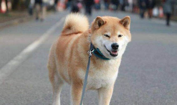 如何挑選黃色柴犬狗糧呢