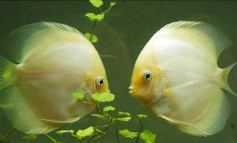 給七彩魚換水應注意什么
