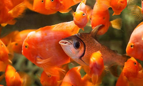 大型水庫釣鯉魚多深水合適