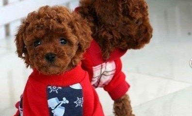 茶杯泰迪的挑選怎么挑