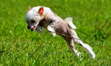 中國冠毛犬真菌感染的原因及處理方法