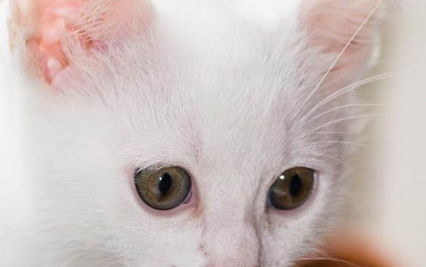 貓咪吐血能自愈嗎？