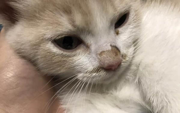 貓多大不會得傳腹