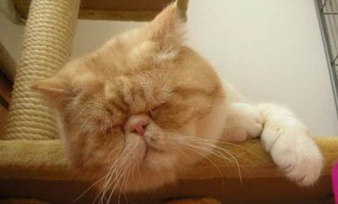 如何解決貓咪口臭問題