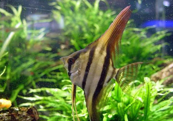 埃及陸龜品種簡(jiǎn)介