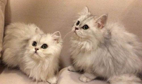 金吉拉的缺點有哪些