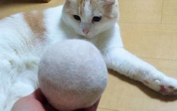 大貓適應新環境需要多久