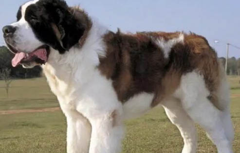 圣伯納犬鼻子出血的原因及處理方法