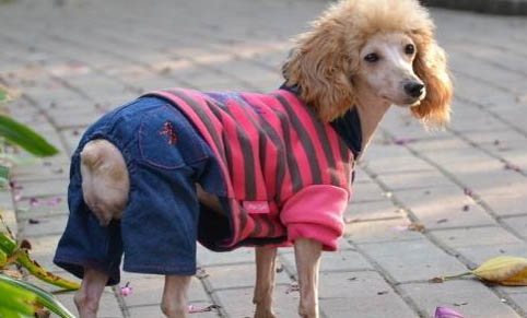 貴賓幼犬一天吃多少狗糧