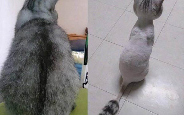 請問貓咪嘔吐的原因及處理方法？