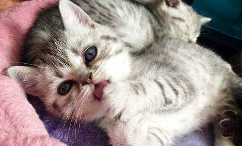 一個月的小貓怎么養活啊