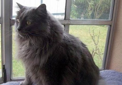 卡迪根威爾士柯基優缺點